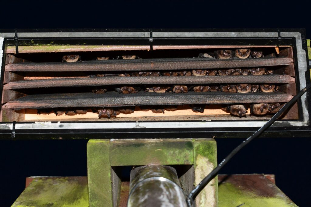 Little brown bats in a bat box in the Maritimes. Photo by Jordi Segers.