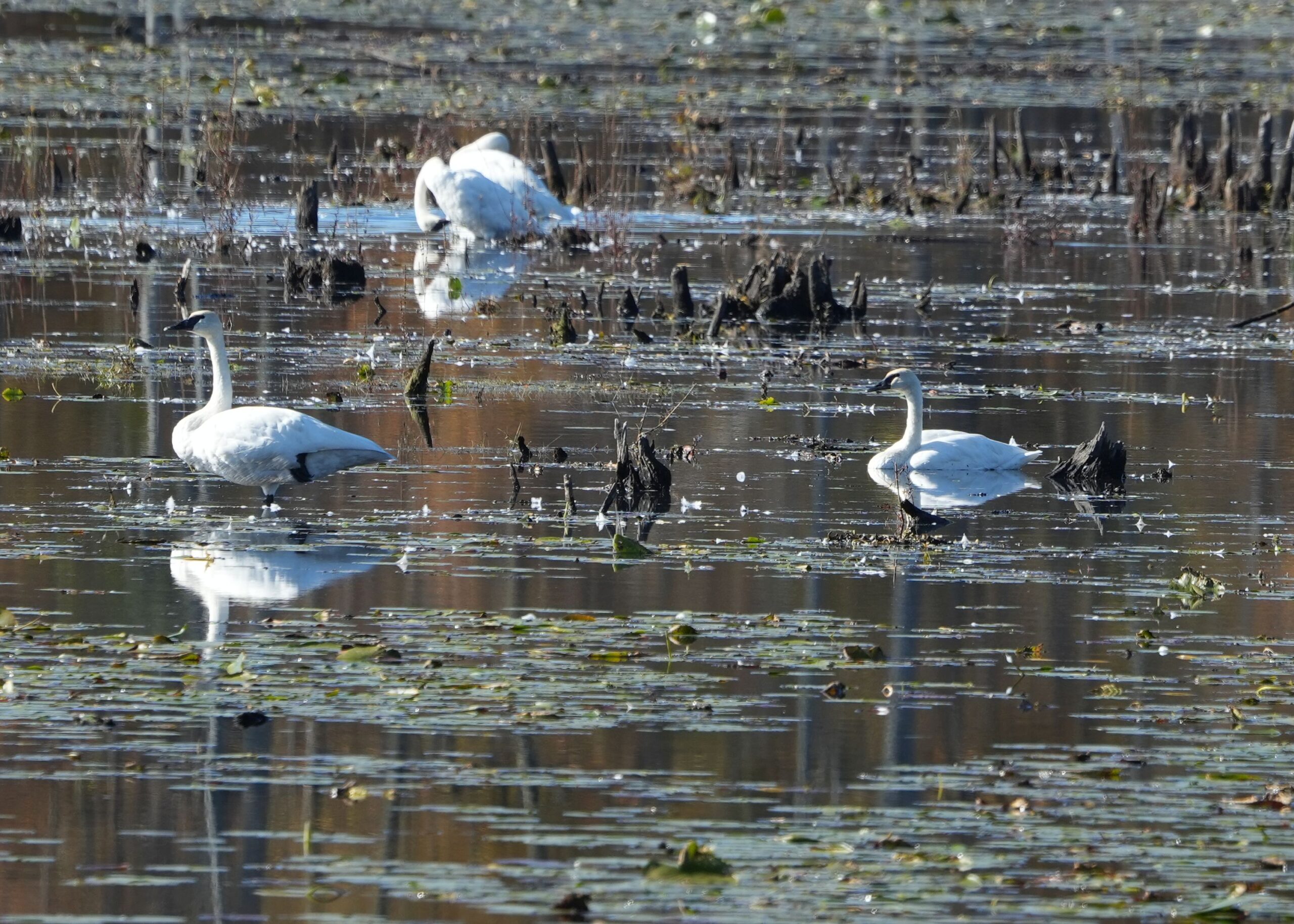 Trumpeter Swans in water with a lot of aquatic plants.