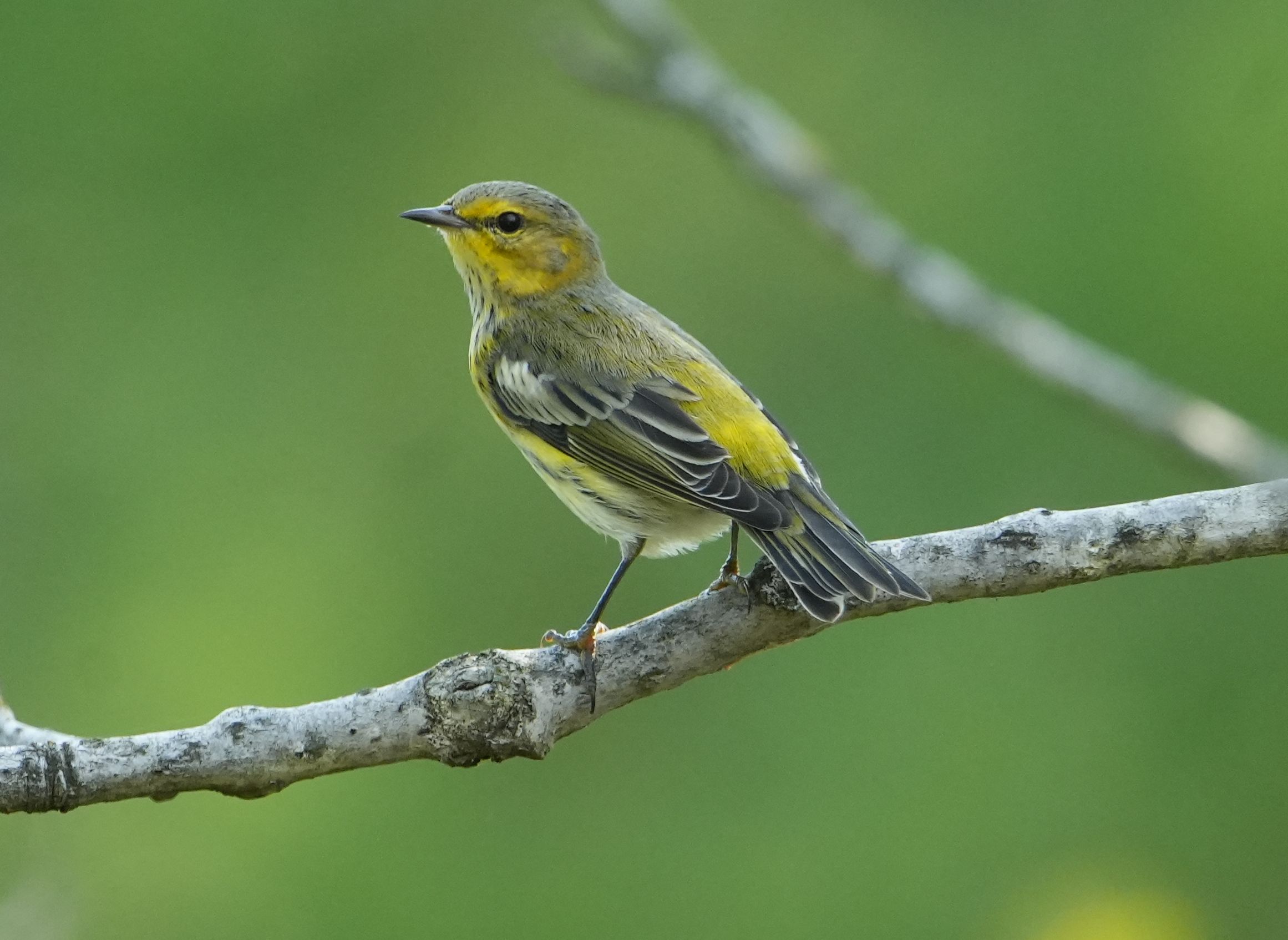 Cape May Warbler in fall plumage perched on a branch.