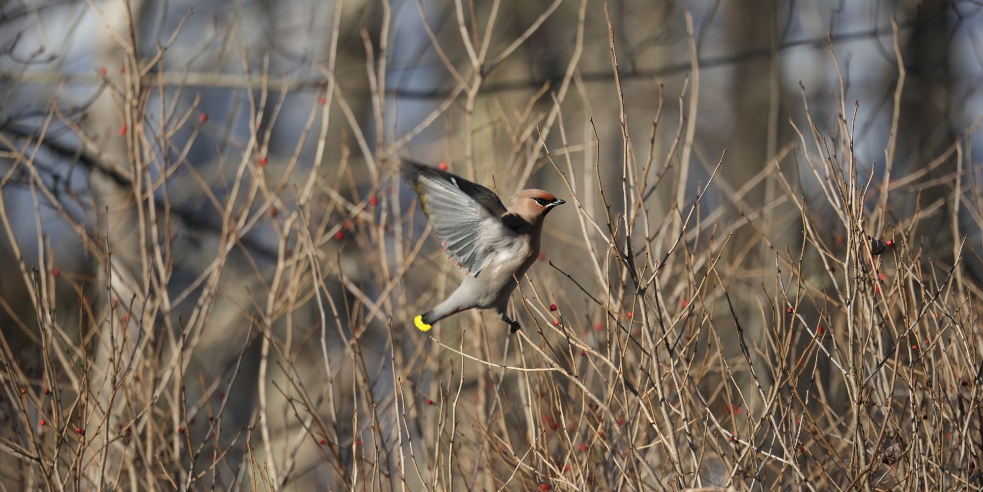 Bohemian Waxwing in dry grass with wings open while flitting around.
