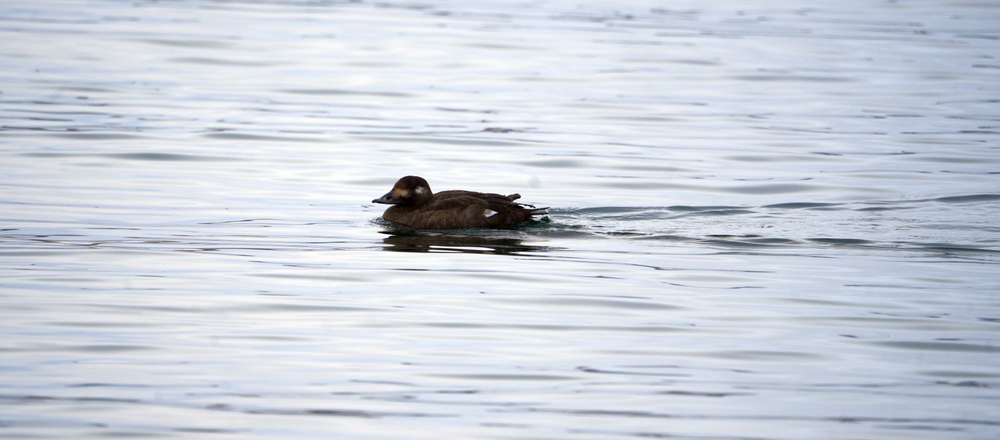 White-winged Scoter swimming on surface of water.