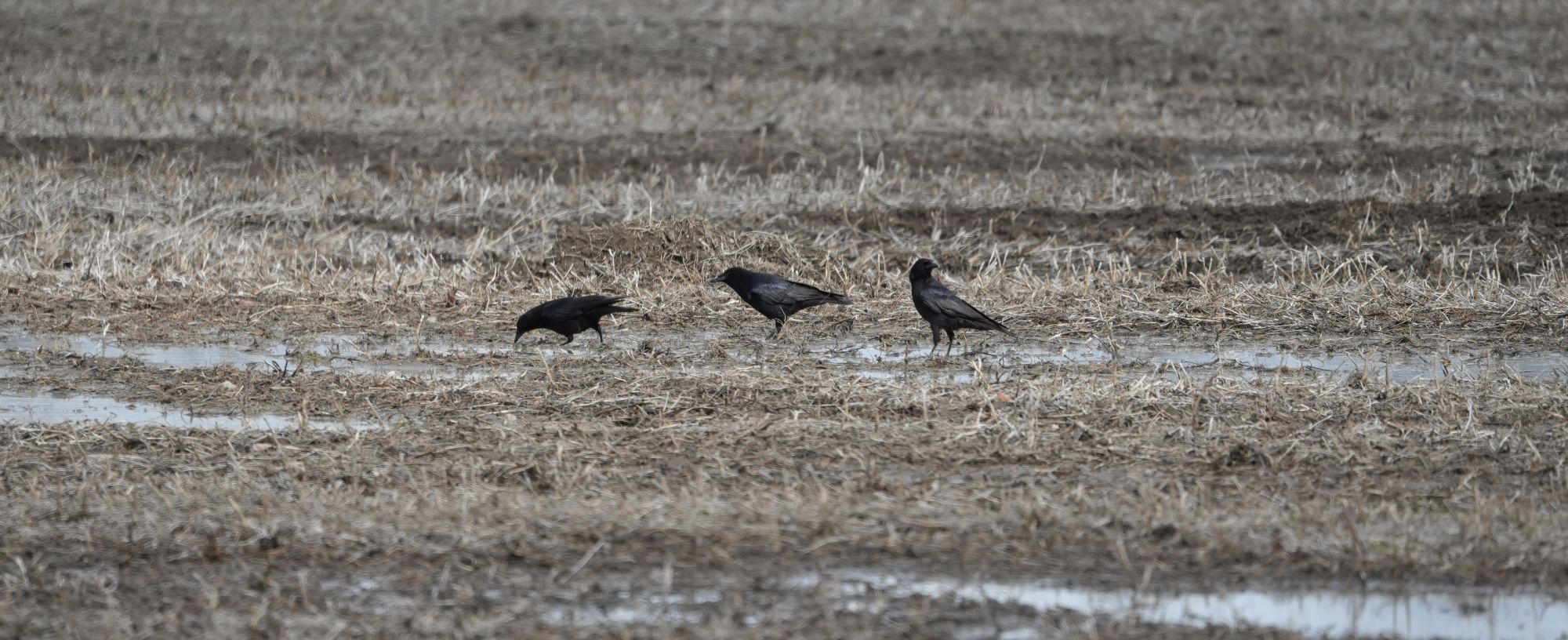 American Crows on farm field in March