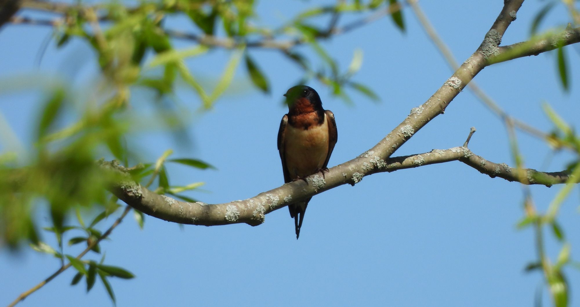 Barn Swallow perched on the branch of a tree