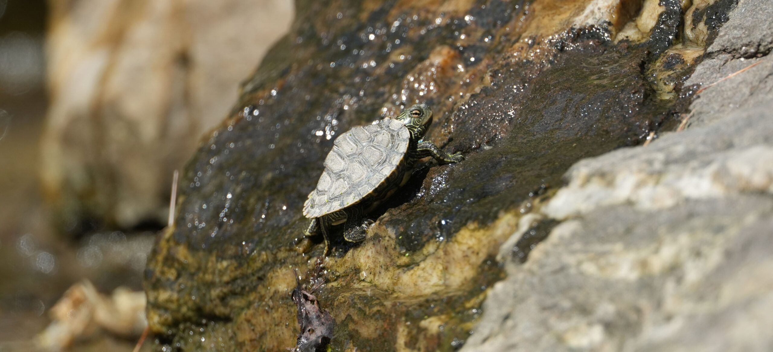 Small map turtle close-up, on a forty-five degree angled rock looking up to the right