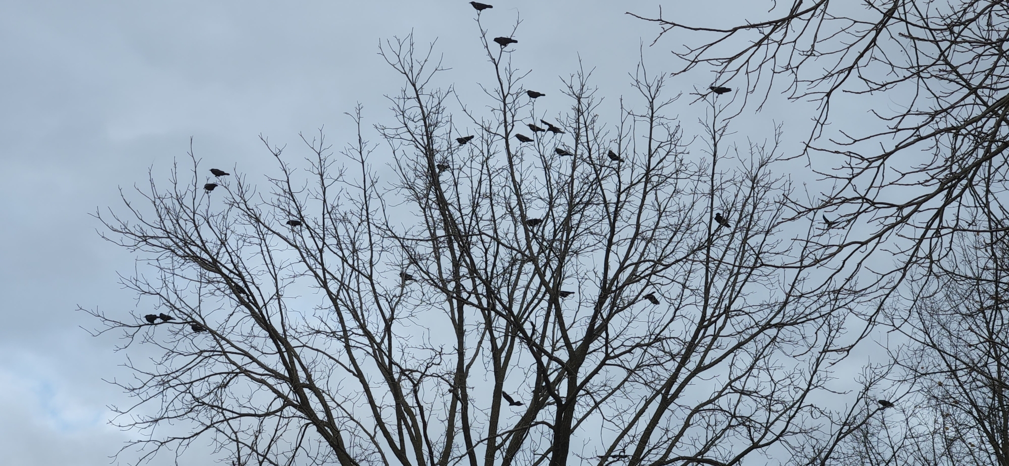 Flock of Amercian Crows in a tree on a cloudy day by Hilbert on iNaturalist
