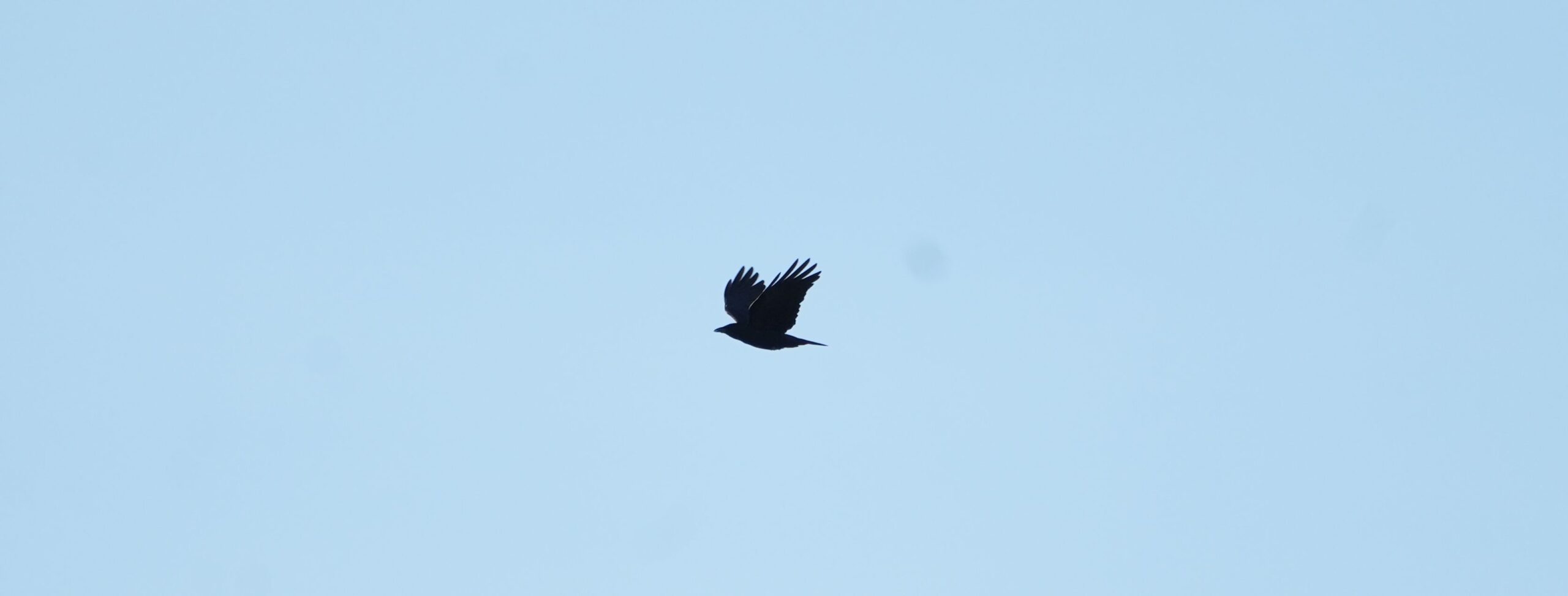 Crow flying with only blue sky in the background