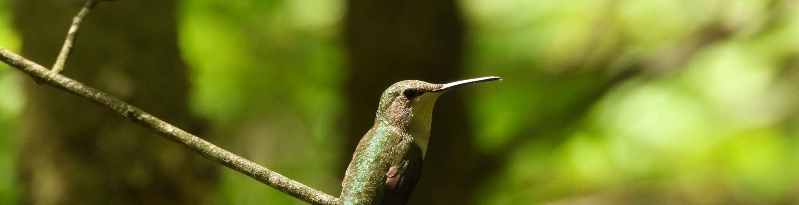 Ruby-throated Hummingbird perched on branch