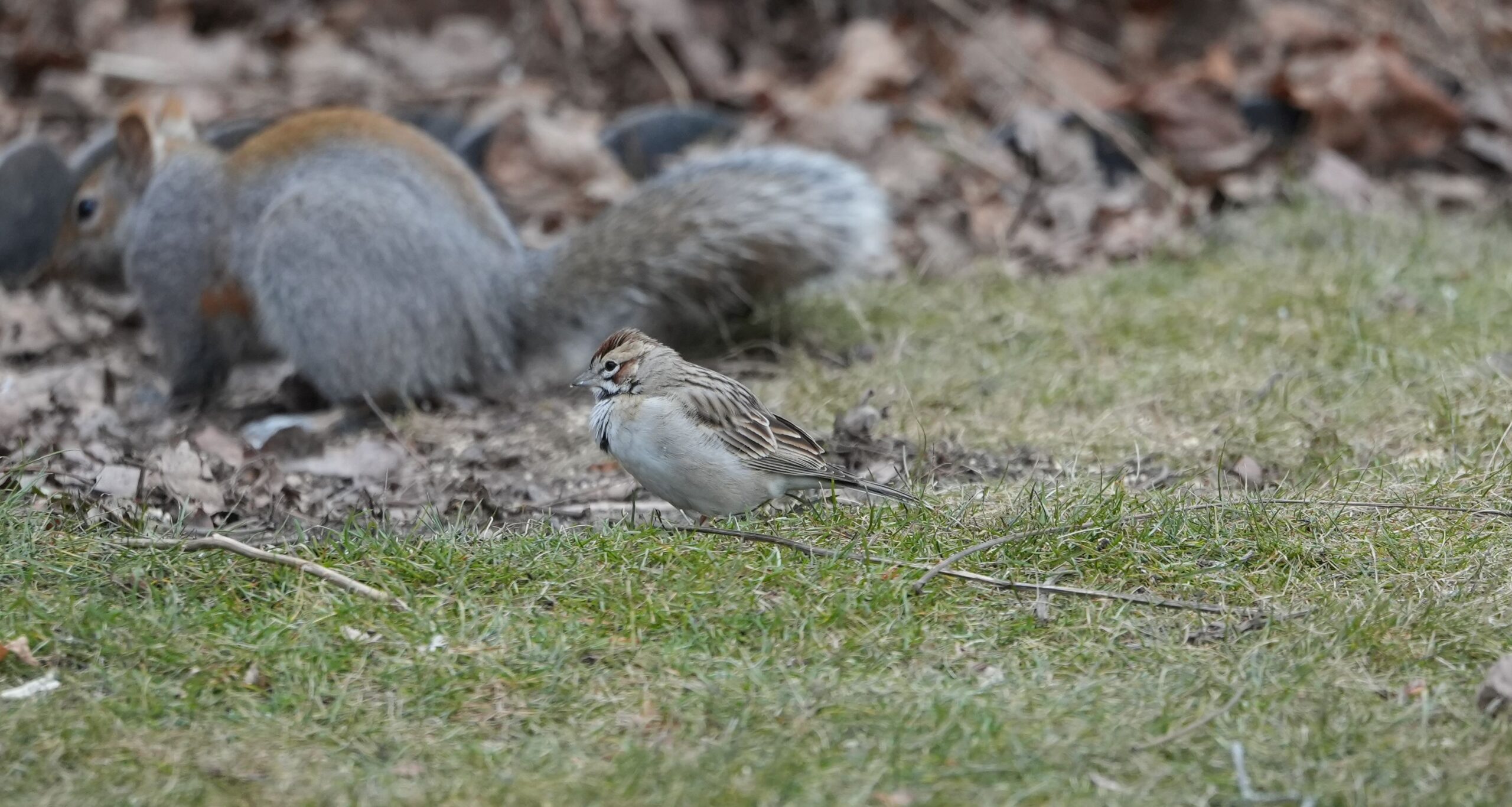 Lark Sparrow on a residential lawn with a grey squirrel in the background by Peter Waycik