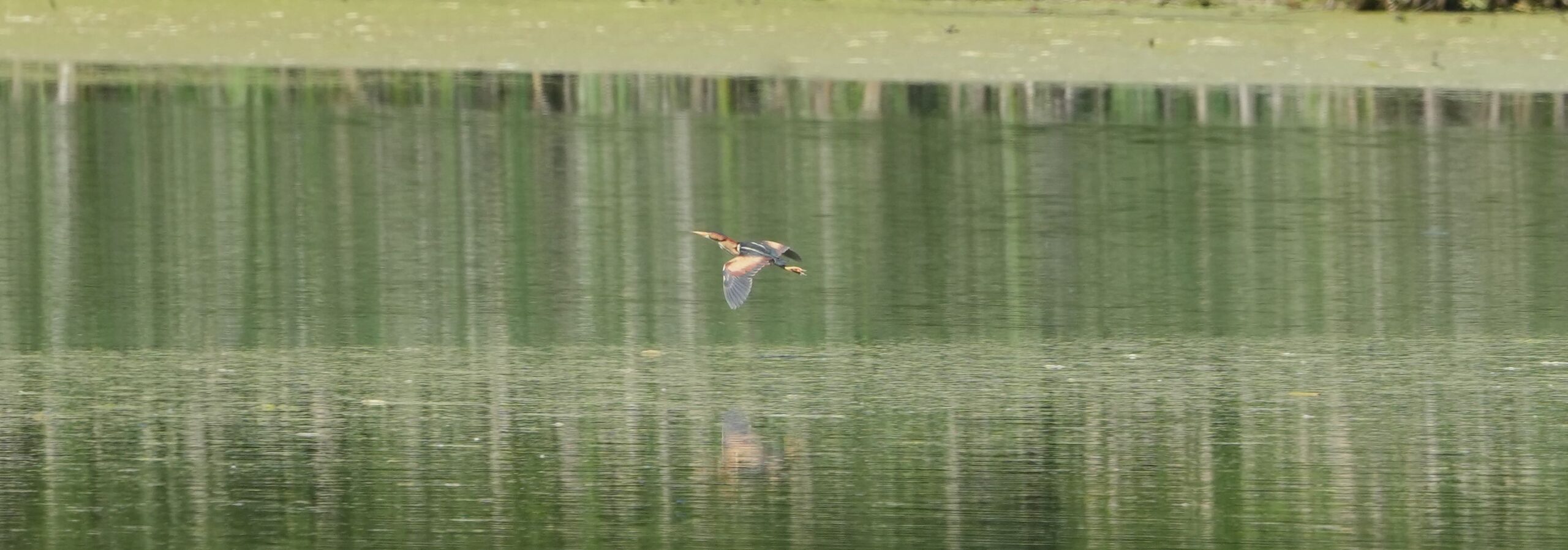 Least Bittern in flight over water.