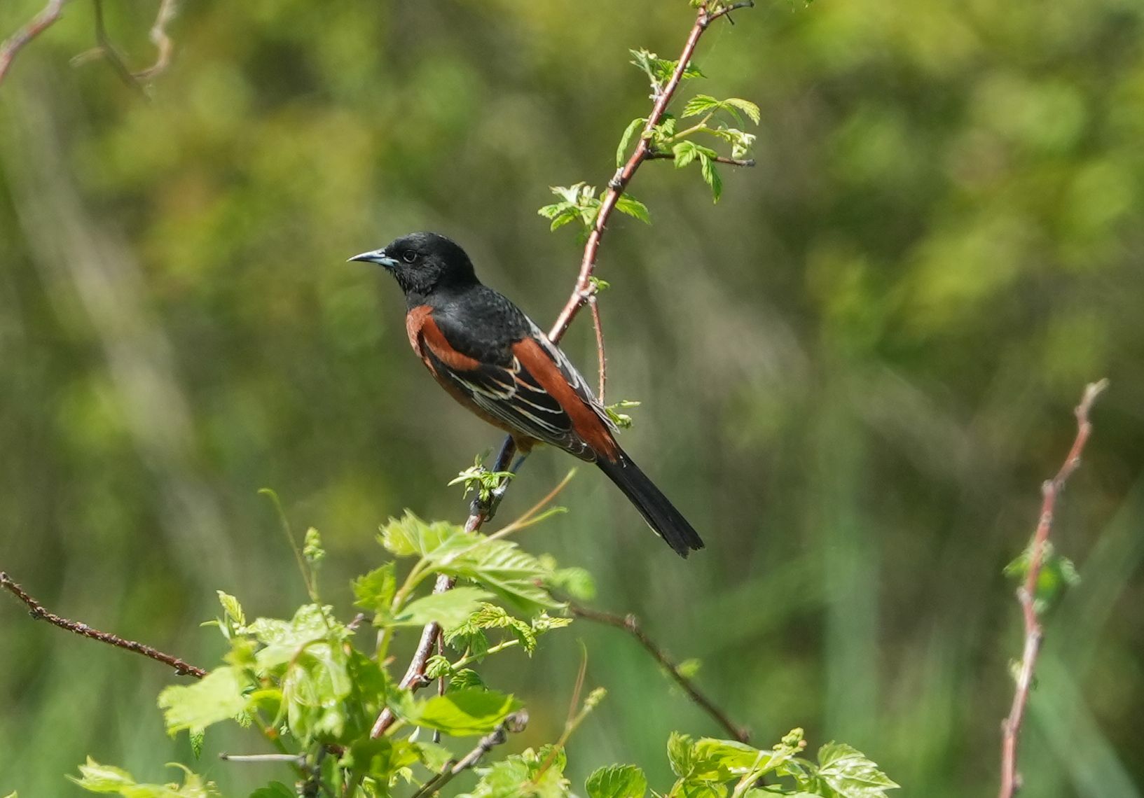 Male Orchard Oriole perched on small branch in the open.