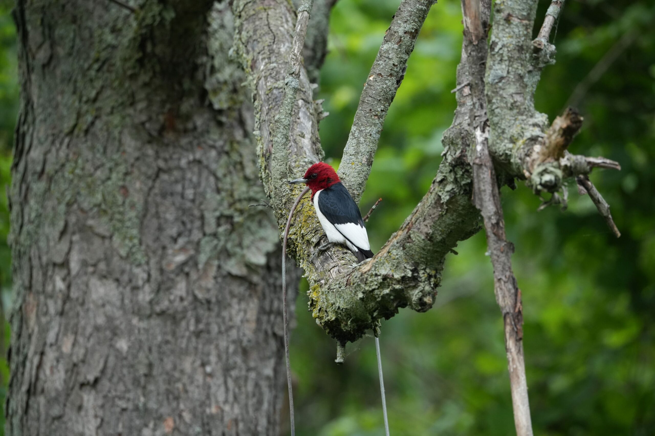 Red-headed Woodpecker perched on large branch of Black Cherry tree.