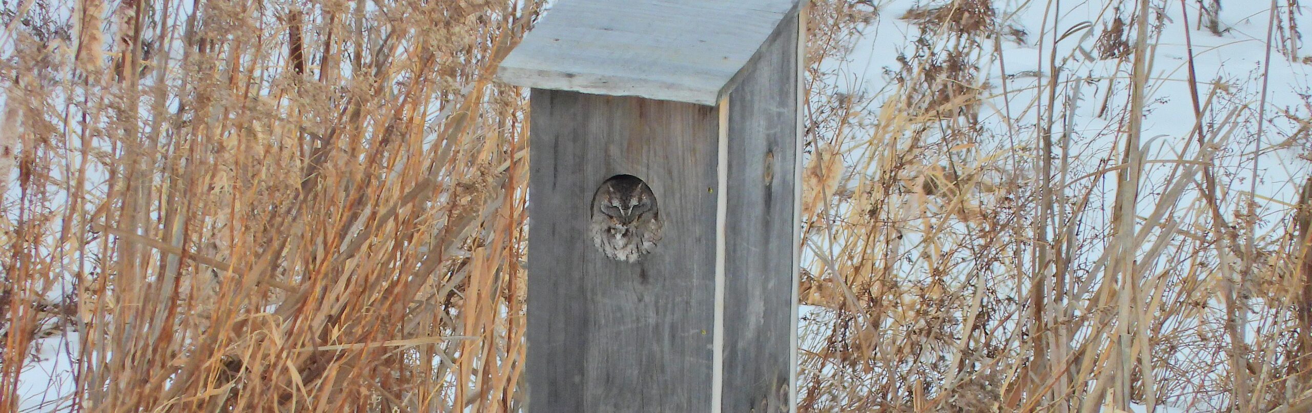 Eastern Screech Owl in Wood Duck box.
