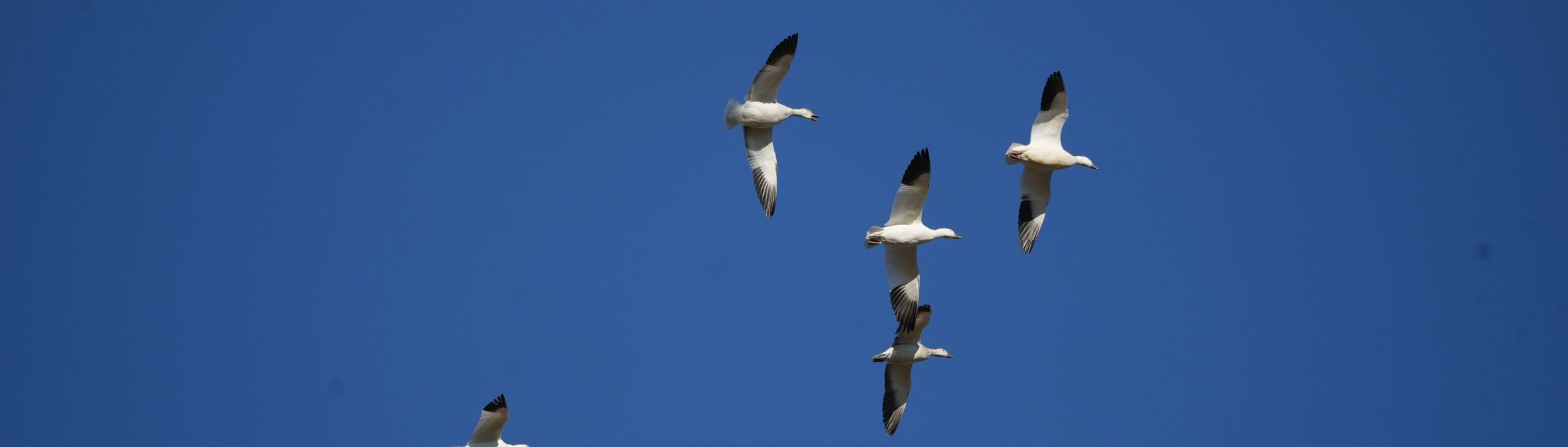 Four Snow Geese in flight seen from underneath with wings extended fully.