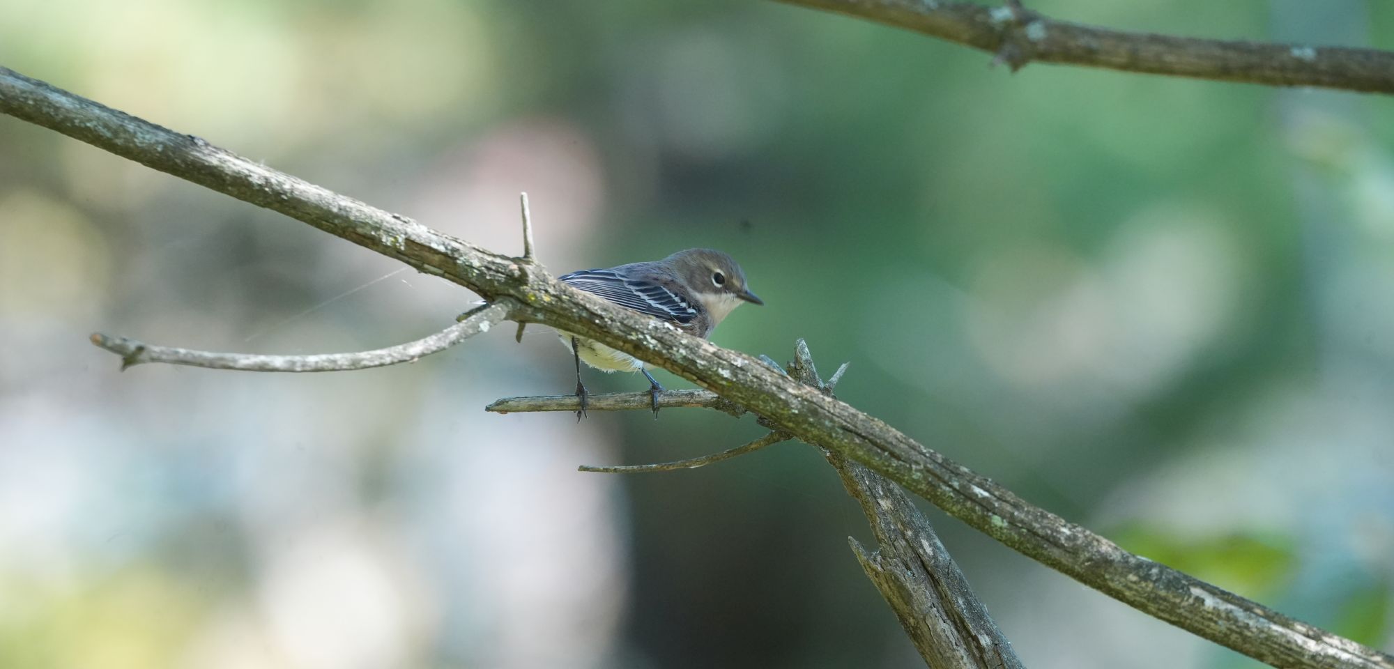 Yellow-rumped Warbler slightly obscured behind a branch.